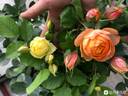 Baby Romantica ® rose photo