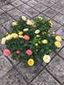 Baby Romantica ® rose photo