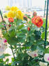 Baby Romantica ® rose photo