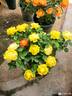 Baby Romantica ® rose photo