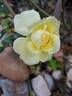 Solero rose photo