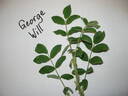 George Will rose photo