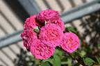 Virginian Wenda Dark Pink rose photo