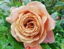 Chocolate Orange rose photo
