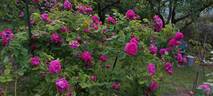 Reine des Violettes rose photo