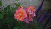 Ar Duen ® rose photo