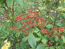 Multiflora nana perpétuelle rose photo