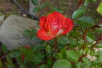 Lucky Duck rose photo
