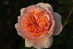 Psyche rose photo