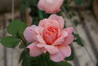 Psyche rose photo