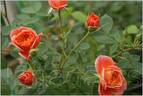 Don Pacello rose photo