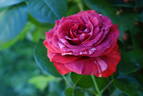 Chocolate Ripples rose photo