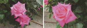 Encounter rose photo