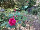 Better Times rose photo