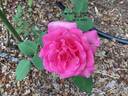 Better Times rose photo