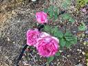 Briarcliff rose photo