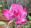 Blue River ® rose photo