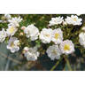 Rosa Bonheur rose photo