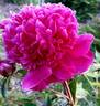 Baronne James de Rothschild peony photo