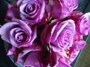 Cool Water rose photo