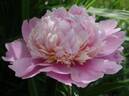 Elegans superbissima peony photo