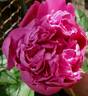 Amabilis peony photo