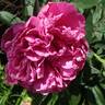 Amabilis peony photo