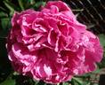 Amabilis peony photo
