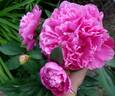 Amabilis peony photo