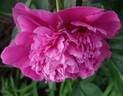 Amabilis peony photo