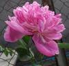 Amabilis peony photo