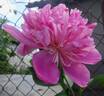 Amabilis peony photo