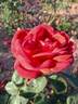 Animato rose photo