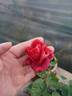 Animato rose photo