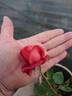 Animato rose photo