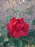 Animato rose photo