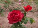 Animato rose photo