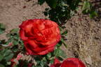 Animato rose photo