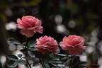 Tournament of Roses rose photo