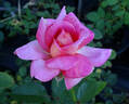Heinrich Wendland rose photo