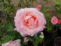 Helen Keller rose photo