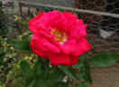 Helen's Trust rose photo