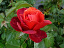 Hot Chocolate rose photo