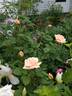 Gabriel Noyelle rose photo