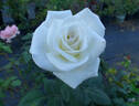 Janet Carnochan rose photo