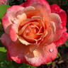 Anne Marie rose photo