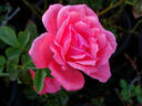 Kalahari rose photo