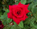Kardinal 85 ™ rose photo