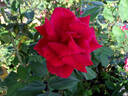 Kentucky Derby rose photo