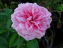 Kimono ® rose photo